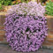Welldales 50 Pink Creeping Soapwort Seeds UK Native Carpet Flower Ground Cover Rock Plant