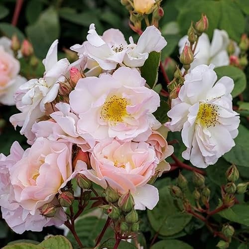 Plant Theory Penelope Rose Bush White Flowering Roses Shrub Rose 4L Pot