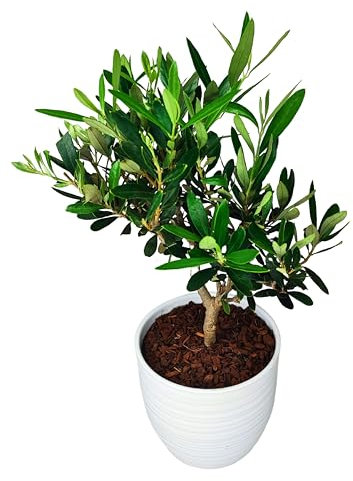 I GIARDINI DI GIULIA - Bonsai Olivo Vero | Simbolo di Pace e Prosperità | Foglie Argentee e Tronco Torsionale | Resistente e Bassa Manutenzione, Tronco Marrone Foglie Verdi, Vaso Bianco