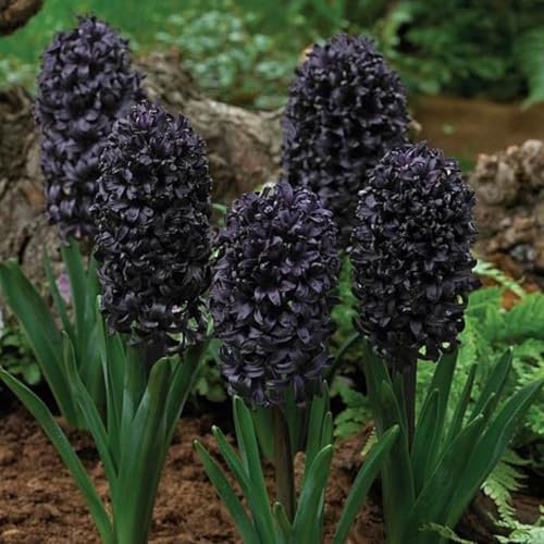 Bulbos de jacinto. Plantas de jacinto. Plantas perennes resistentes al frío. Bulbos gruesos. Fuerte vitalidad. Fácil de cultivar.-4 bulbos-D