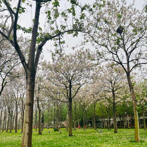 50 Pcs Paulownia Baum Samen - Paulownia Tomentosa - Immergrüne Pflanzen Winterhart, Bienenweide Saatgut Mehrjährig Kiribaum Pflanze Samen, Geschenke Für Gartenfreunde, Gartenblumen
