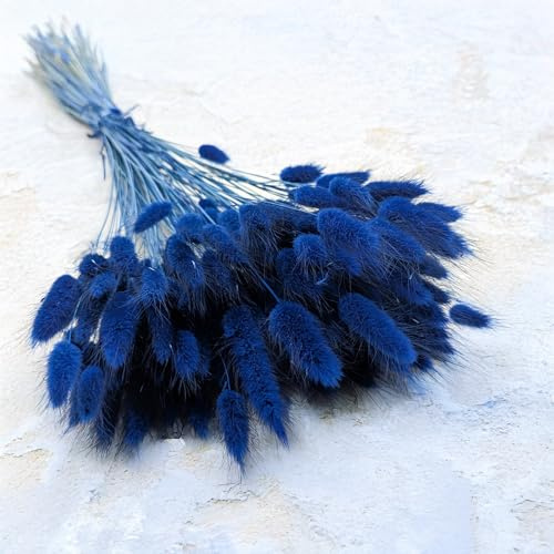 Enchanted Dekogras Getrocknetes Gras Ziergras Hasenschwänze Lagurus Ovatus Samtgras Häschen-Schwanzgras Trockenblumen Natürlich Boho 120 - 150 Stück 100 g Dunkelblau