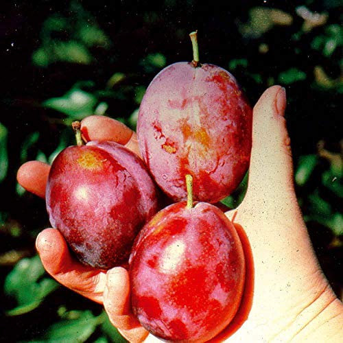‘Seneca’ Plum Hardy High Yielding Garden Fruit Tree 1 Bare Root by Thompson and Morgan