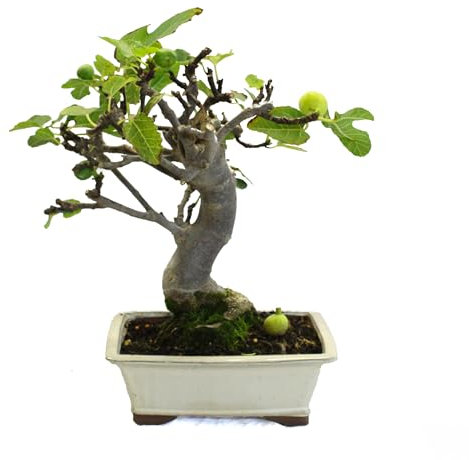 KENTIS - Bonsai Feigenbaum - Ficus Carica Bonsai - Bonsai Baum Echt - Echte Außenpflanzen - Hoch 40-45 cm Keramiktopf 27 cm