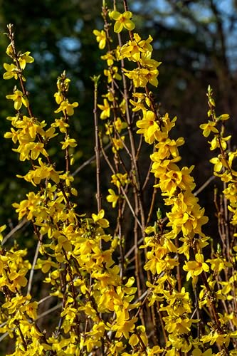 1st. Forsythie Buntstifter 60-80cm ‘Week End’ ® / Goldglöckchen im großem Topf