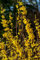 1st. Forsythie Buntstifter 60-80cm ‘Week End’ ® / Goldglöckchen im großem Topf