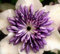 Clematis Hybrid Flower Seeds, Beautiful Flowers for Home Garden Seeds by Heavy Torch, Pack of 10 Seeds (Florida Sieboldi): Only Seeds