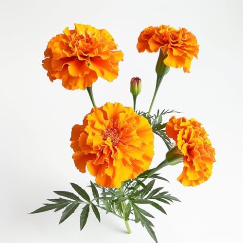 150 Semillas de clavel de la India - SemiSauvage Permacultura