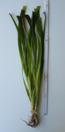 florari 5x Vallisneria americana gigantea/Riesenvallisneria im Bund