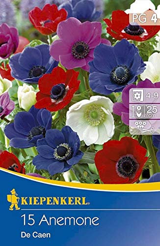 Anemonen Einfachblühend