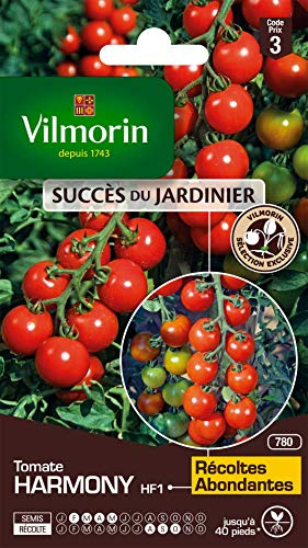 Vilmorin Harmony Tomat - tidig sort - kraftig - avkastning upp till 2–4 kg per fot. Cocktailtyp - saftigt och välsmakande kött - Sjukdomsresistent - Perfekt för aperitifen