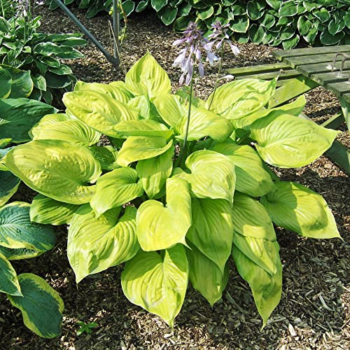 Hosta 'Sum and Substance' Plants Plantain Lily Hardy Perennial RHS AGM Lilac Blooms Yellow Foliage Easy to Grow Flowers 1 x 3 Litre Potted Plant by Thompson and Morgan
