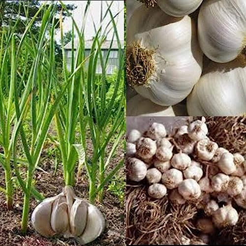 Generic Semillas de ajo, 50 piezas de semillas de ajo gigantes Home Garden Farm Planting Planta vegetal nutritiva Semillas de ajo