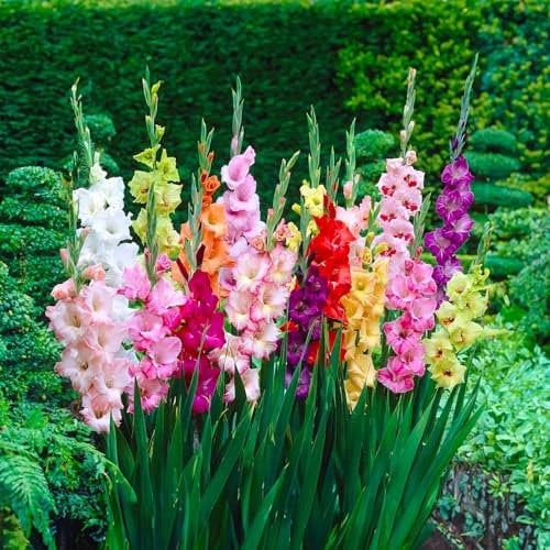 10 Bulbi di Gladioli in Miscuglio | 14/+ cm | Bulbi provenienti dai migliori produttori Olandesi | Esclusiva selezione e controllo qualità | Fioritura garantita già dal primo anno.