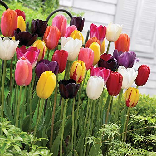 Tulip Everlasting Mixed Garden Plant Hardy Bulb Flowering Garden Plants Easy to Grow Your Own 8X Bulbs by Thompson and Morgan