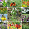 12 pcs kaiserkronen pflanzen knollen - plants blumenzwiebel winterharte stauden mehrjährig zwiebel kaiserkrone zwiebeln,Fritillaria, winterharte kübelpflanzen gartenblumen blumen geschenk