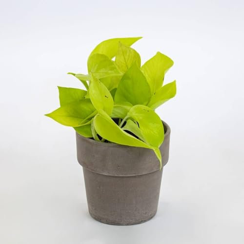 Pianta vera di Pothos Neon - Diametro Vaso Ø 12 cm