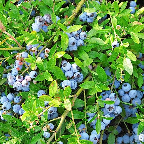 50 Stücke Blaubeeren Samen Winterhart, Heidelbeeren Samen, Wilde Heidelbeeren Samen Bio, (Vaccinium) Bonsai Baum, Balkonpflanzen Winterhart Obstbäume Kaufen, Seltene Pflanzen Heidelbeeren
