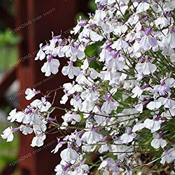 Semenze in vaso. 100 pezzi di pianta di fiore d'interno del giardino di Lobelia (bleu viola blanc rose) decorazione del giardino di fiori Diaopen: 5