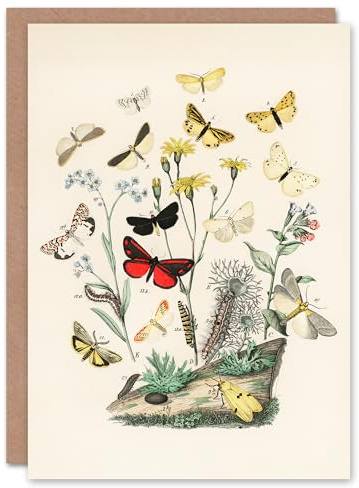 Artery8 William Forsell Kirby Art Card Small Butterflies Caterpillars