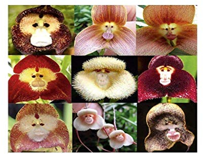 100 Stück Monkey Face Orchid Seeds Mix Seltene Bonsai Blume Pflanze Exotische tropische
