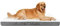 Nepfaivy Orthopädisches Hundebett Grosse Hunde - Hundebett Flauschig mit Eiförmigem Hunde Matratze, 105x70x7.6cm Hundekissen Hundematte Waschbar für Mittlere bis Große Hunde