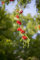 Sorbus aucuparia 60-100 cm - Vogelbeere, weiße Blüten, Blütezeit Mai-Juni, rote Beeren im Herbst, ideal für Vögel, winterhart und pflegeleicht