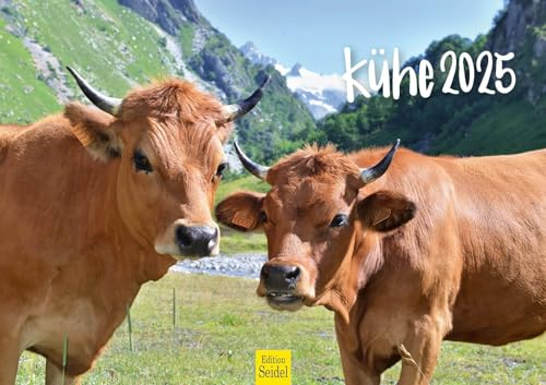 Edition Seidel Premium Kalender Kühe 2025 Format DIN A3 Wandkalender Kuhkalender Kuh Rind Kalb heimische Tiere Bauernhof