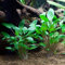 Aquarium Fan 3 X Grappe de Cryptocoryne, Cryptocoryne Mix, différents Types pour Fish Tank