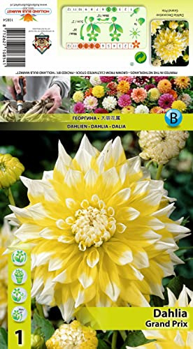 Dahlienknolle : Dahlia - Schmuckdahlie  Grand Prix  1 Knolle/Rhizom