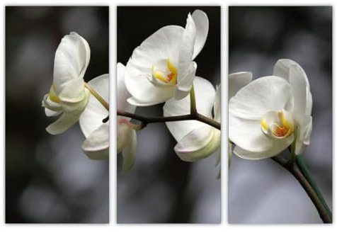 AREDE Set di 3 Stampe da Parete Quadri Moderni Decorazioni da Muro per Casa Soggiorno Camera da Letto e Cucina Fiori bianchi| 90 x 60 cm | Pronto da appendere