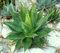 15 Samen Agave Montana, seltene Sukkulenten Hardy Jahrhundert-Anlage Exotischer Garten Seed