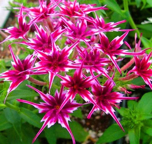 Sumpf frisch 100 Stück Phlox Drummondii Cuspidata Blume SAMEN zum Pflanzen Lila