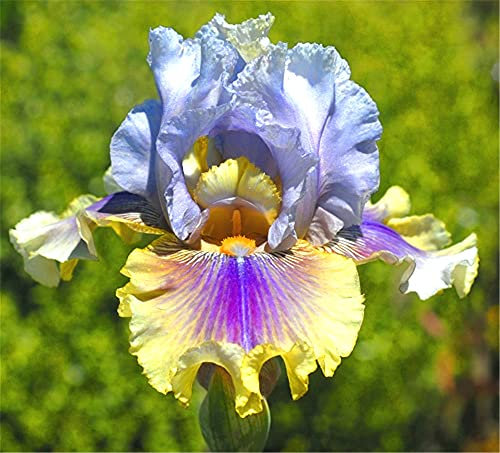 Iris Bulbi Home Garden PlantingCharming Scenery Attraente Splendido Giardinaggio Fiori Fresco Lampadine o-2 Lampadine, B