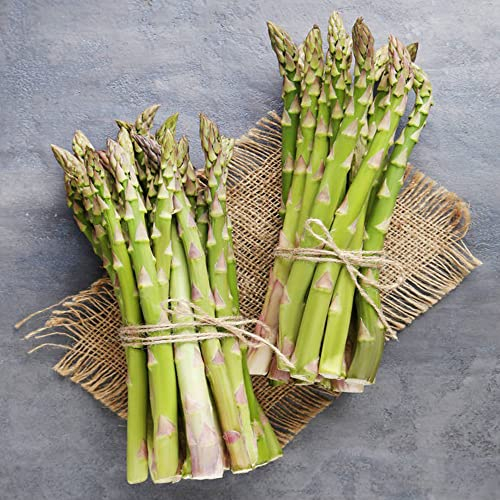 300 Stück grüner spargel samen bio seed saatgut gemüse winterfeste pflanzen für balkon gewächshaus balkon kleines geschenk für frauen kräuter hochbeete garten gemüsebeet kräutergarten