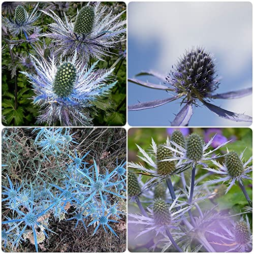 samen kugeldistel blau staude veits - Eryngium planum Kleiner Mannstreu - Eryngium amethystinum blaue distelsamen - Seltene Pflanzen serie - blumen samen saatgut geschenk 100Stück