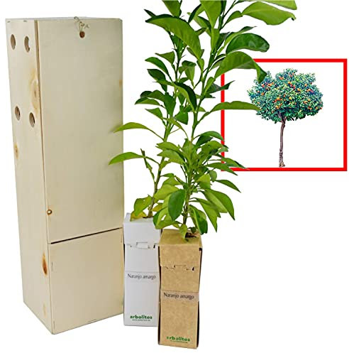 Arancio amaro - Albero da frutto armonioso - Agrumi profumati e a crescita rapida - Giovane germoglio di 30 cm ricevuto in una scatola di legno riutilizzabile - 2 unità