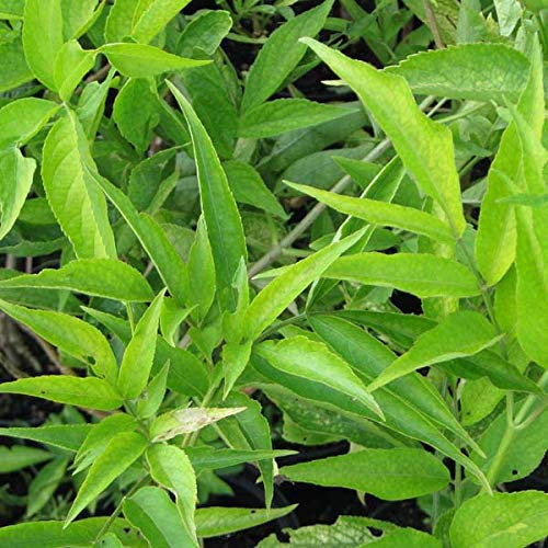 Schwarzer Holunder - Sambucus nigra - 50-60 cm Topf - Robuster Blütenstrauch für Garten