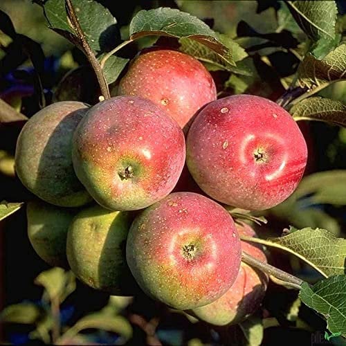 Apfelbaum Busch Form Florina 2-jährig kleinbleibend schorf-resistent malus domestica Florina