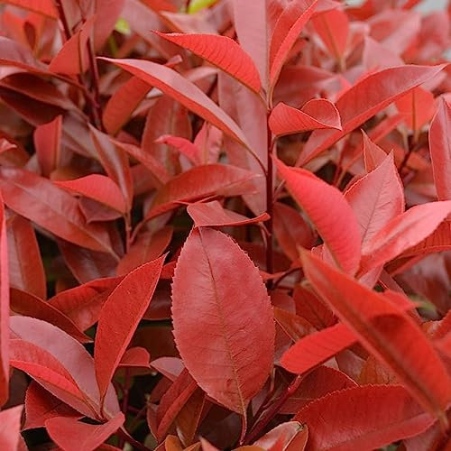 50 pcs glanzmispel red robin samen bienenweide saatgut,Photinia serrulata,Seltene Pflanzen serie, winterharte kübelpflanzen zimmerpflanze bonsai bäumchen kaufen saatgut geschenk bienen