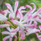 bulbi di giglio ragno - lycoris radiata piante resistenti in vaso, fiori rossa rare, da balcone piantatrice fiore, primaverili 4pcs