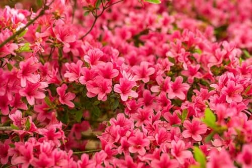 Japanische Azalee 'Arabesk' im Topf Rhododendron obtusum winterhart