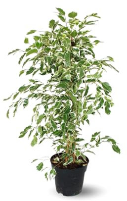 Attitude Jardin - Ficus Benjamina - Twighlight - 60-70 cm - ⌀ 17 cm - plante d'extérieur