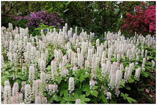 Stauden Gänge 1 x Tiarella wherryi Schaumblüte winterhart | Winterharter Bodendecker für Halbschatten bis Schatten, Blüte April bis Mai, mehrjährig, 9x9 cm Topf