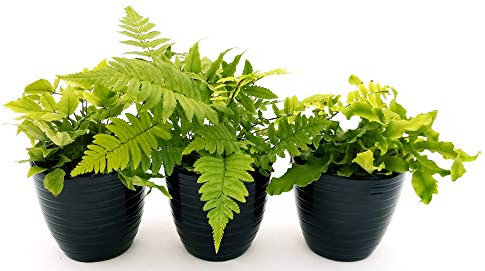 POWERS TO FLOWERS - FELCE DA ESTERNO, CYRTOMIUM, ASPLENIUM, DRYOPTERIS, 3 PIANTE, piante vere