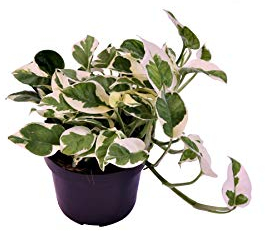 Epipremnum pinnatum 'N-Joy' 20-30 cm – weiß panaschierte Efeutute – pflegeleichte Zimmerpflanze – luftreinigend & dekorativ – ideal für Wohnzimmer, Büro & Hängeampeln