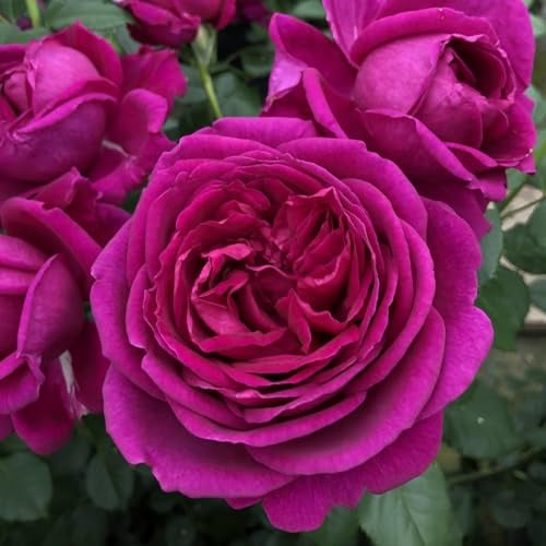 Duftende Beetrose 'Für Elise'®, violett, Topf 5 Liter, 4 Pflanzen