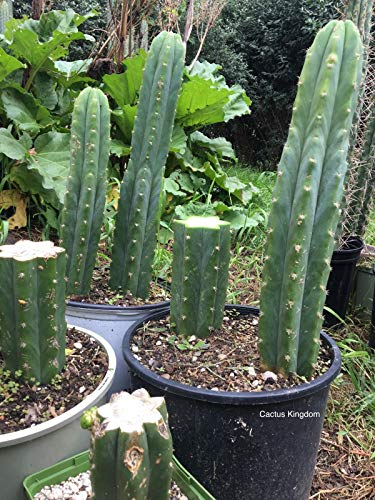 Portal Cool 20: San Pedro Kaktus Samen (Pachanoi Trichocereus Cacti) Syn. Echnopsis Pachanoi