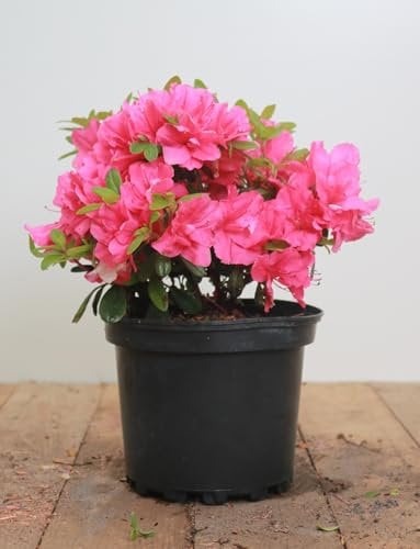 Rhododendron obtusum 'Melina' 20-25 cm - Azalee, rosa Blüten, Blütezeit April-Mai, ideal für Kübel und Rabatten, winterhart und pflegeleicht