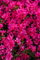 Rhododendron obtusum 'Melina' 20-25 cm - Azalee, rosa Blüten, Blütezeit April-Mai, ideal für Kübel und Rabatten, winterhart und pflegeleicht